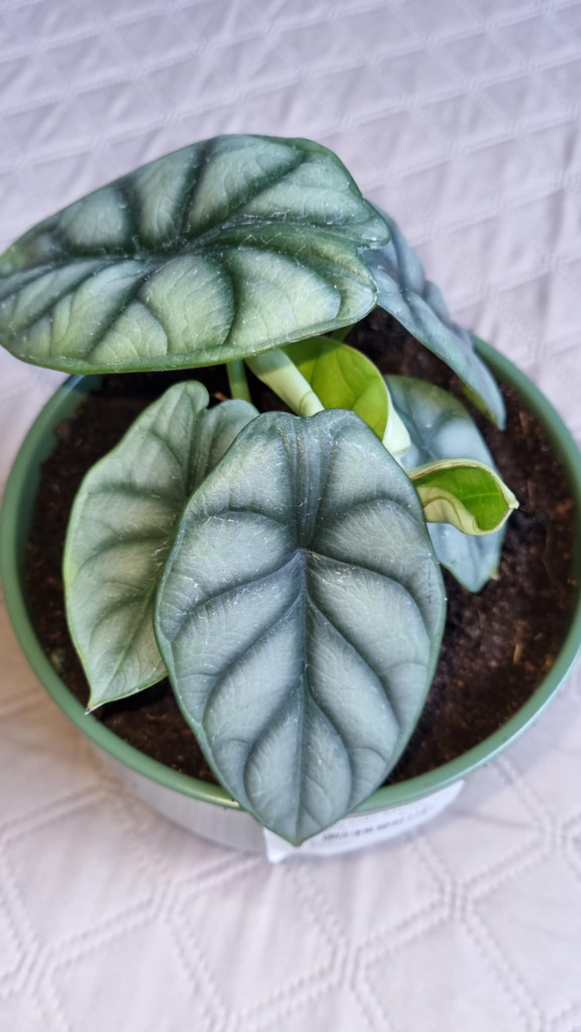 Silver Dragon Alocasia